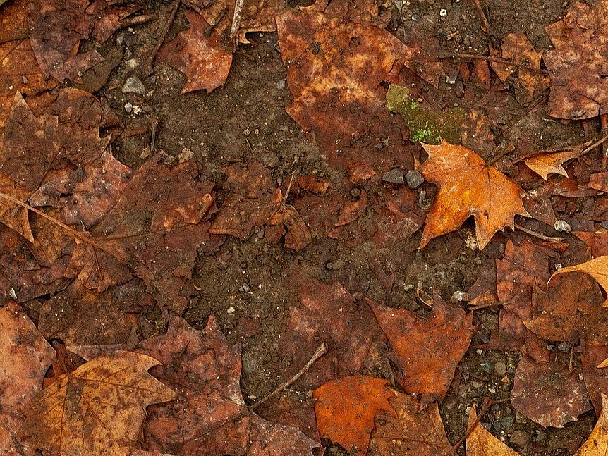 decomposing leafs on the ground