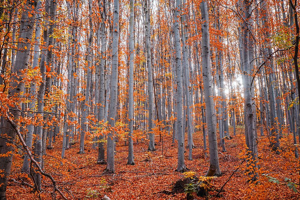 Forest in autumn