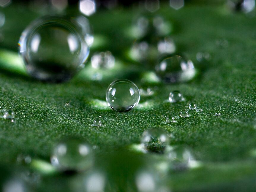 Leaf with water droplets