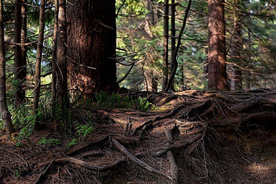 roots of a tree